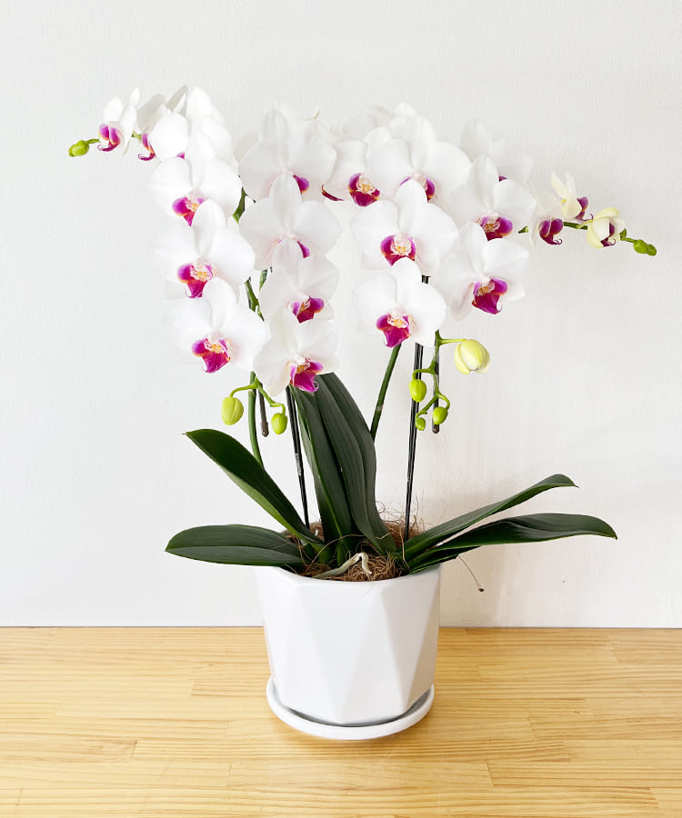 中輪胡蝶蘭 リトルリップ 2本立ち ｜ お祝いギフトなら胡蝶蘭専門店