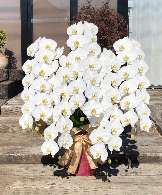 胡蝶蘭 白 蘭5本立ち70輪程度 生花｜お祝いギフトなら胡蝶蘭専門店