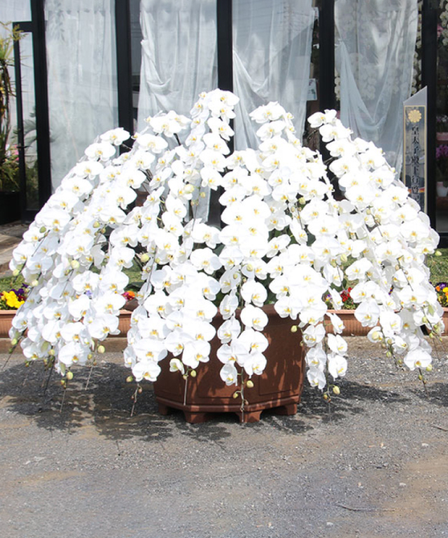 胡蝶蘭 特注 白 30本立ち 生花 |胡蝶蘭の贈り物なら胡蝶蘭専門店【らんや】