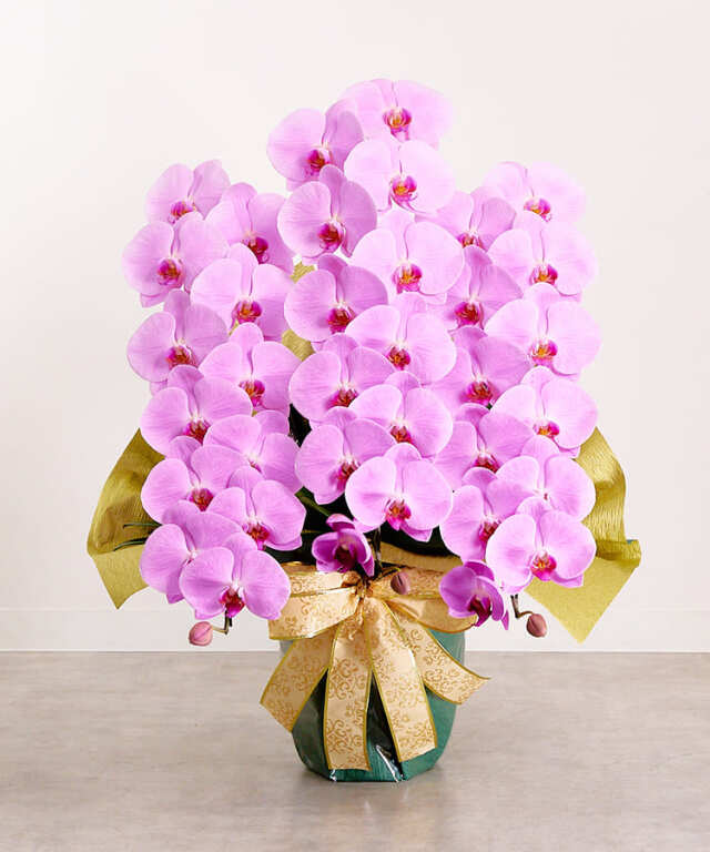 胡蝶蘭 ピンク 3本立ち39輪程度 生花｜お祝いギフトなら胡蝶蘭専門店