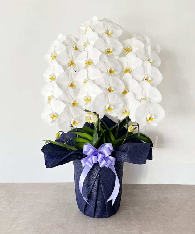 胡蝶蘭 白 3本立ち30輪程度 生花 ｜ 胡蝶蘭専門店 黒臼洋蘭園直売