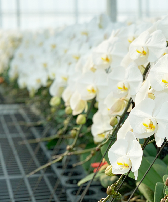 胡蝶蘭 白 蘭5本立ち70輪程度 生花｜お祝いギフトなら胡蝶蘭専門店