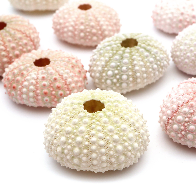 ウニ 殻 パーツ 貝殻 1個 ツマジロナガウニ ウーチン 2-3cm前後