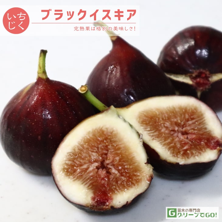 イチジク 苗 【ブラックイスキア】 1年生 挿し木 ポット苗
