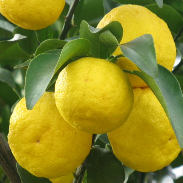 ゆず 苗 【種なし 多田錦 （ただにしき）】 3年生 接ぎ木 約1.0m 大苗