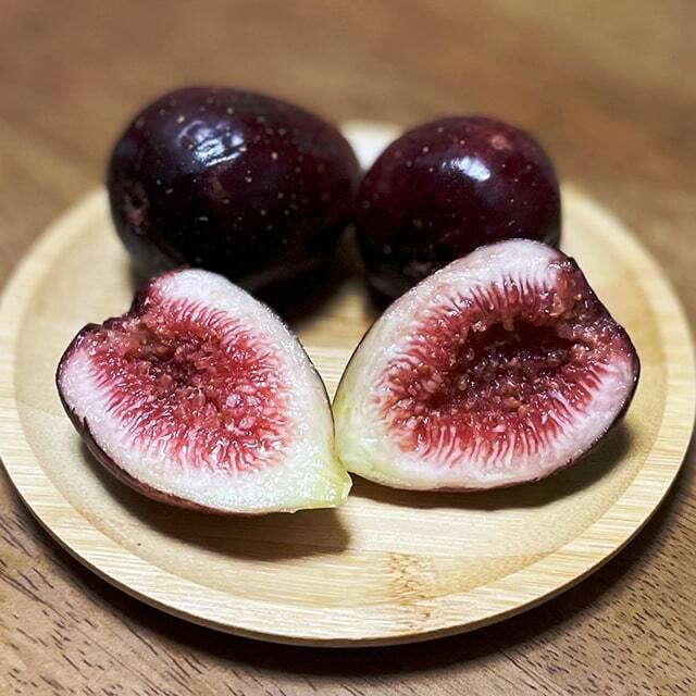 イチジク 苗 【ブラックミッション】 2年生 挿し木 ポット苗