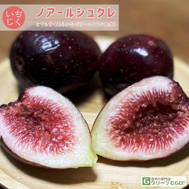 イチジク 苗 【ノアールシュクレ】 2年生 挿し木 ポット苗