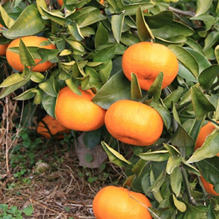 みかん 苗木 【西南のひかり （せいなんのひかり） ［登録品種］】 3