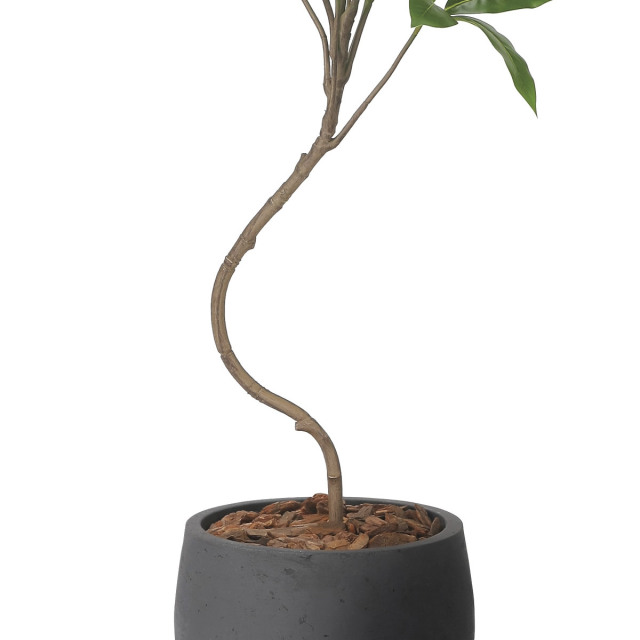 光触媒 光の楽園ナチュラルツビタンサス 1.0m【インテリア フェイク