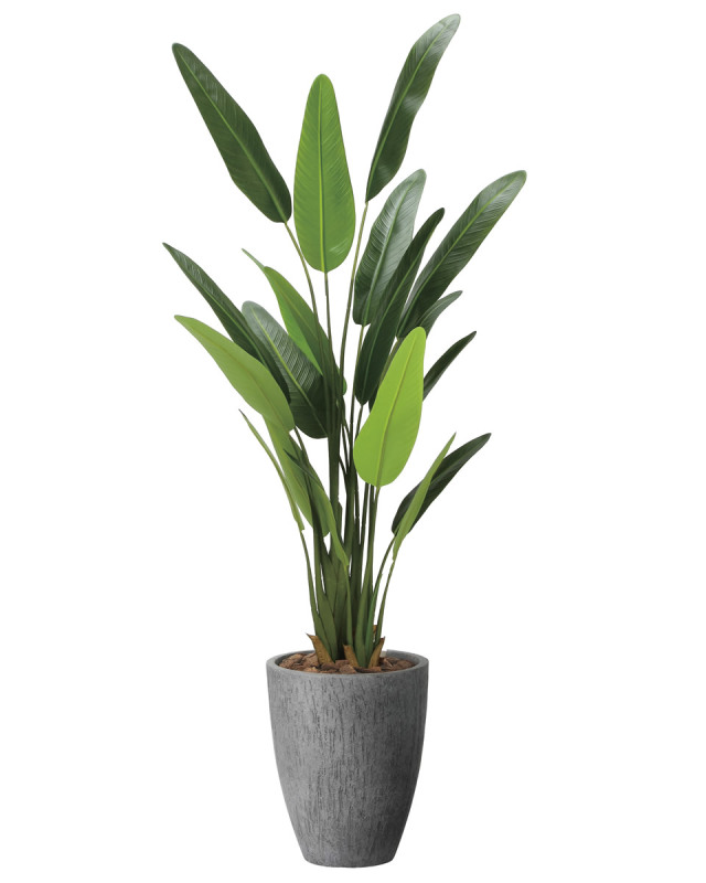 光触媒 光の楽園 ナチュラルトラベラーズパーム1.6【インテリア