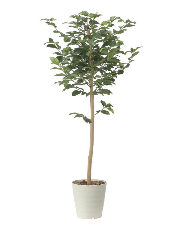 光触媒 光の楽園 レモンツリー1.6【インテリア フェイクグリーン 人工