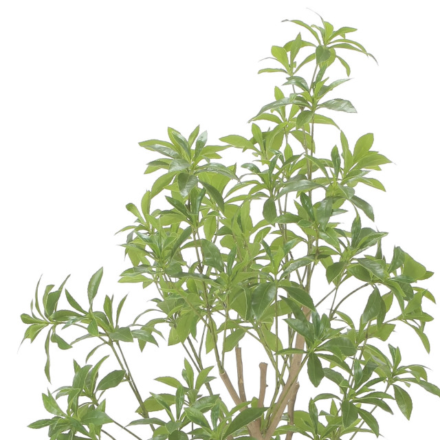 光触媒 光の楽園 インテリアフレッシュアセビ1.7m【インテリア