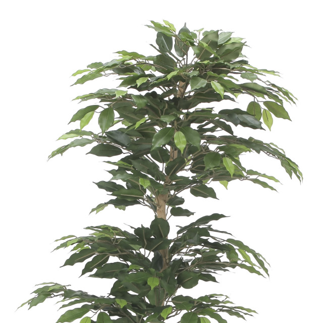 光触媒 光の楽園 インテリアベンジャミン1.6m【インテリア フェイク