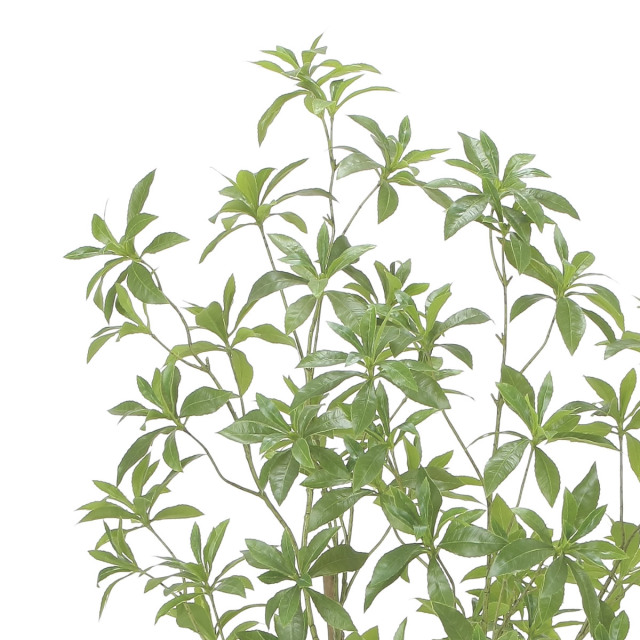 光触媒 光の楽園 インテリアフレッシュアセビ1.5m【インテリア