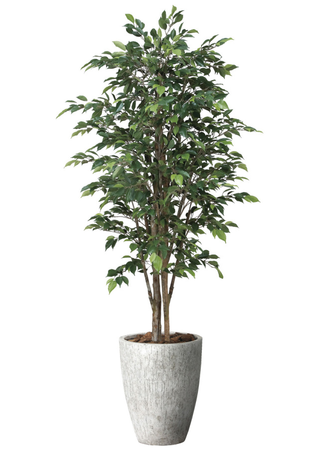 光触媒 光の楽園 ナチュラルロイヤルベンジャミン1.8m【インテリア