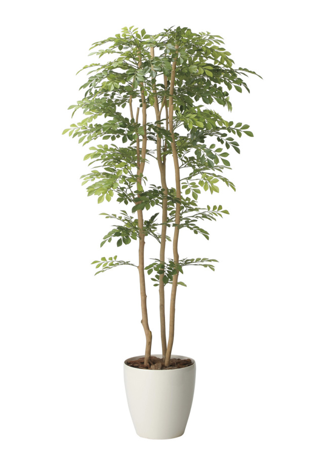 光触媒 光の楽園 ウッドボックスショウナンゴム1.8m【インテリア