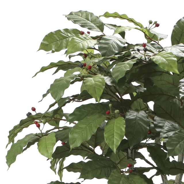 光触媒 光の楽園 コーヒーツリー 高さ 1.8m 【インテリア フェイク