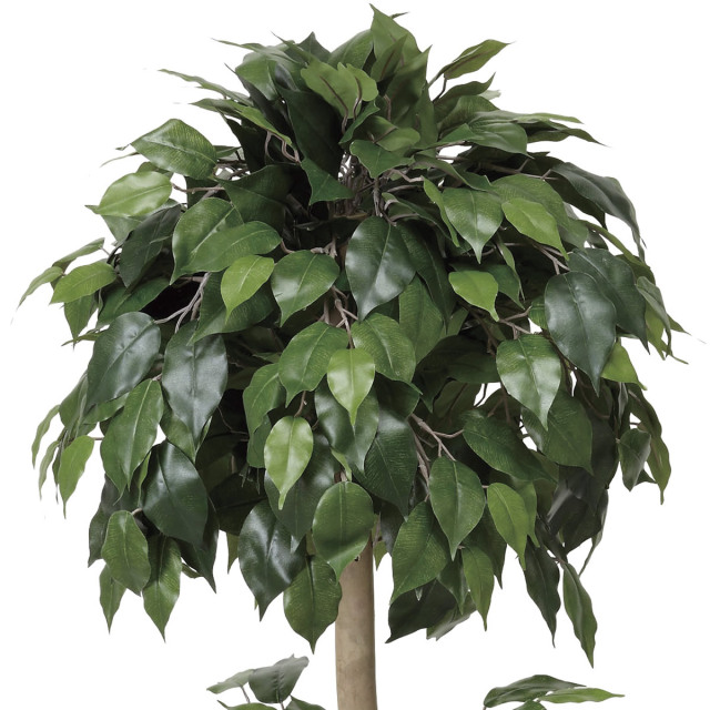 光触媒 光の楽園ベンジャミントピアリー 高さ 1.5m【インテリア