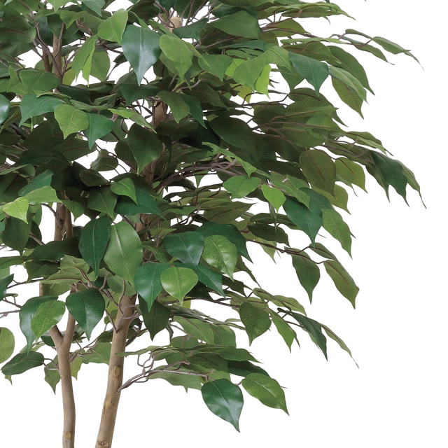 光触媒 光の楽園ベンジャミンダブルフェイス（植栽付） 高さ 1.8m