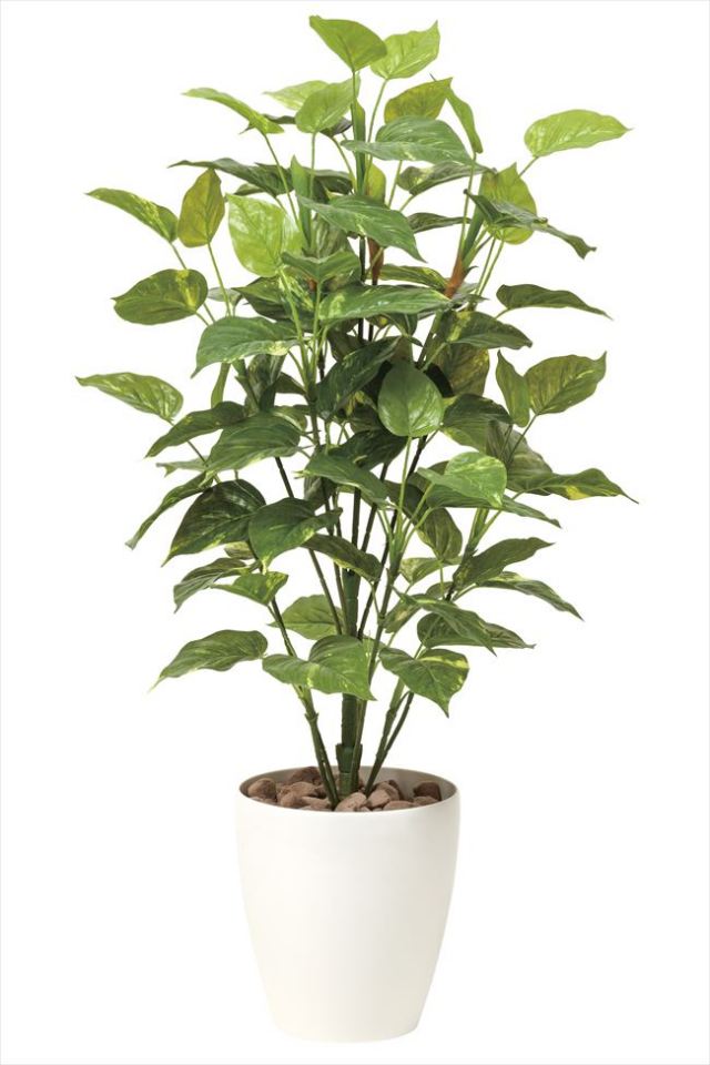 光触媒 光の楽園 ウッドボックストネリコミックス1.8【インテリア