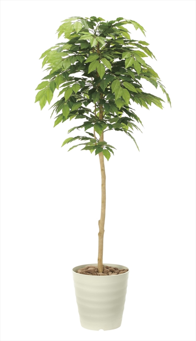 光触媒 光の楽園ケヤキ 高さ 1.6m【インテリア フェイクグリーン 大型