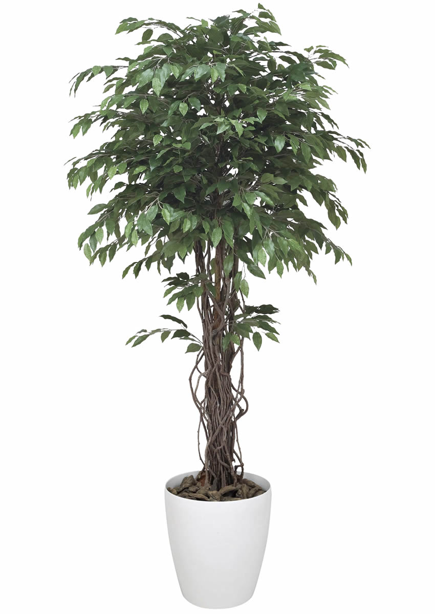 光触媒 光の楽園 ベンジャミンリアナ 1.8m【インテリア フェイク