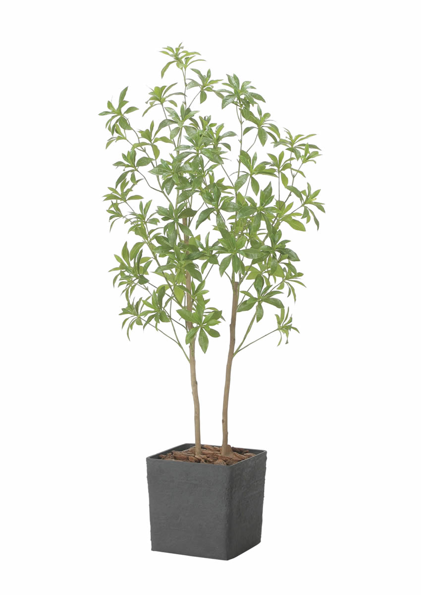 光触媒 光の楽園 インテリアフレッシュアセビ1.5m【インテリア