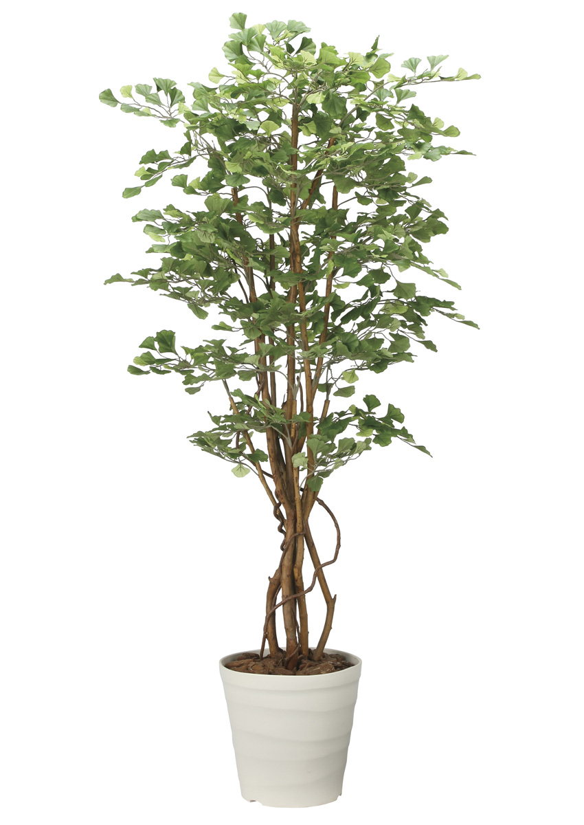 光触媒 光の楽園 イチョウの木1.8m【インテリア フェイクグリーン 人工