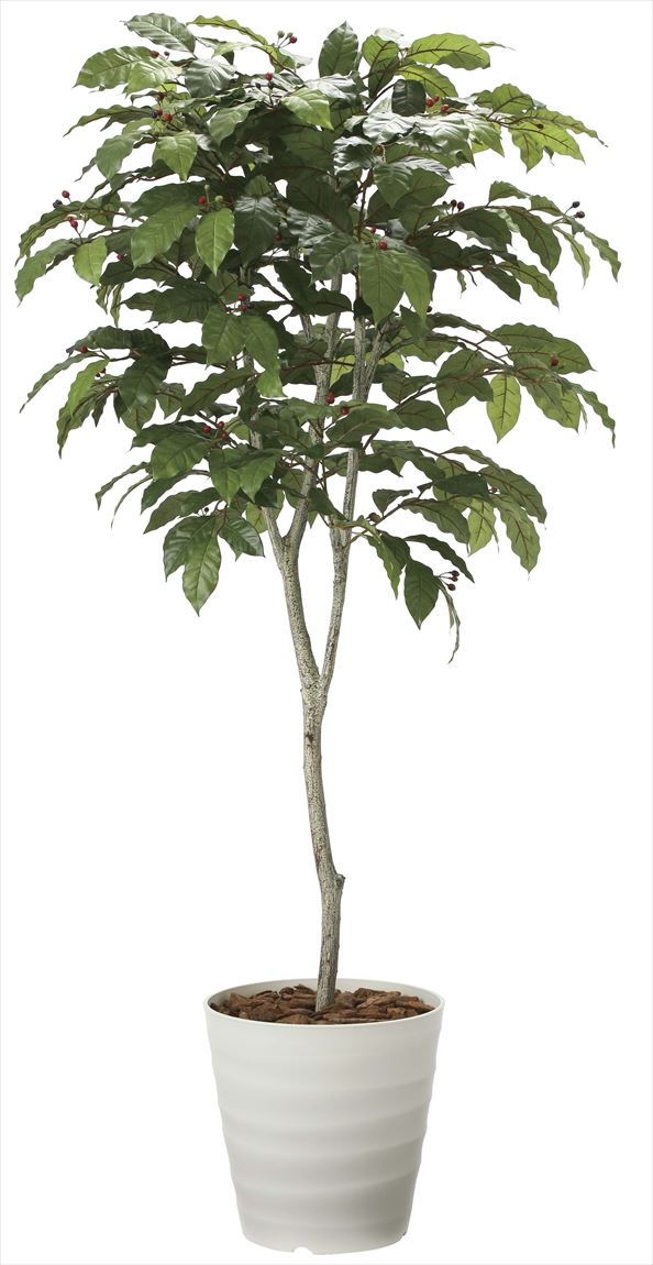 光触媒 光の楽園 コーヒーツリー 高さ 1.8m 【インテリア フェイク