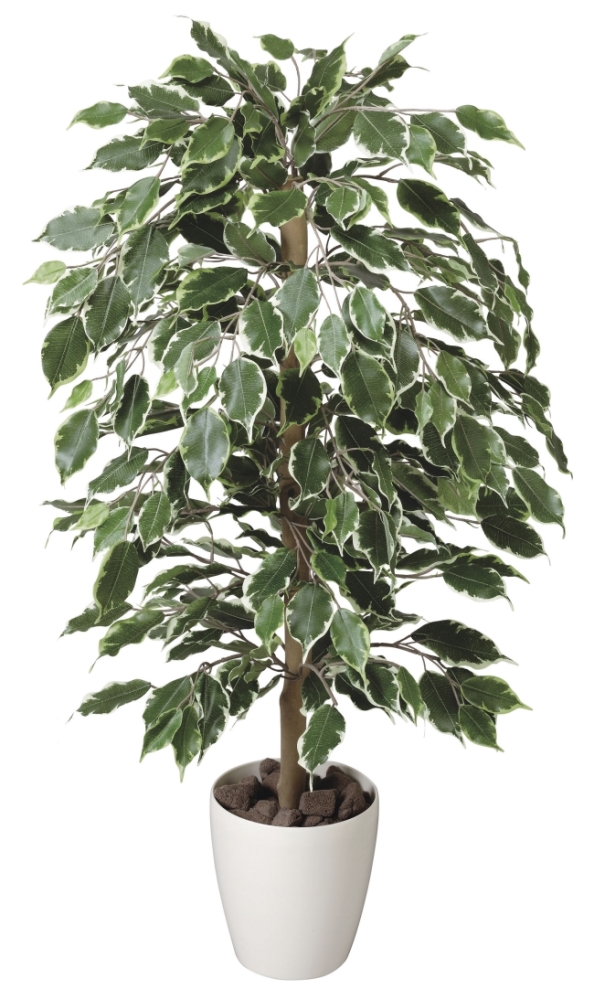 光触媒 光の楽園ゴールデンフィカス 1.0m【インテリア フェイク