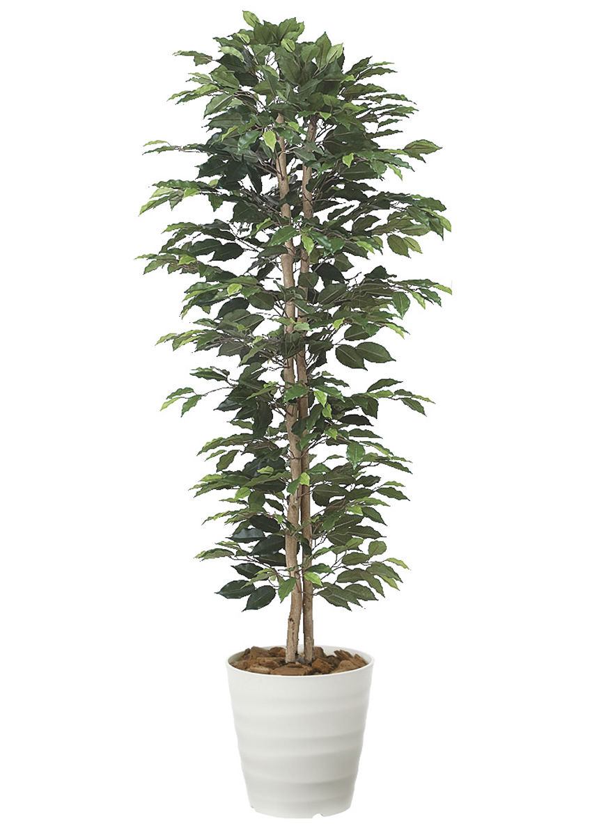 光触媒 光の楽園 ベンジャミンスリム1.6m【インテリア フェイク