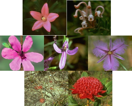 Emergency（エマージェンシー）【ストックボトル】/オーストラリアン