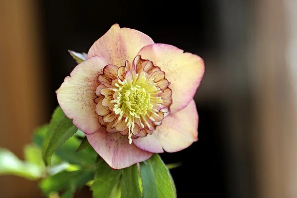 花苗】 オリエンタリスハイブリッド苗 クリスマスローズ アプリコット