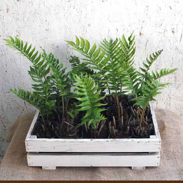 オニヤブソテツ 20ポットセット 常緑 多年草 観葉植物