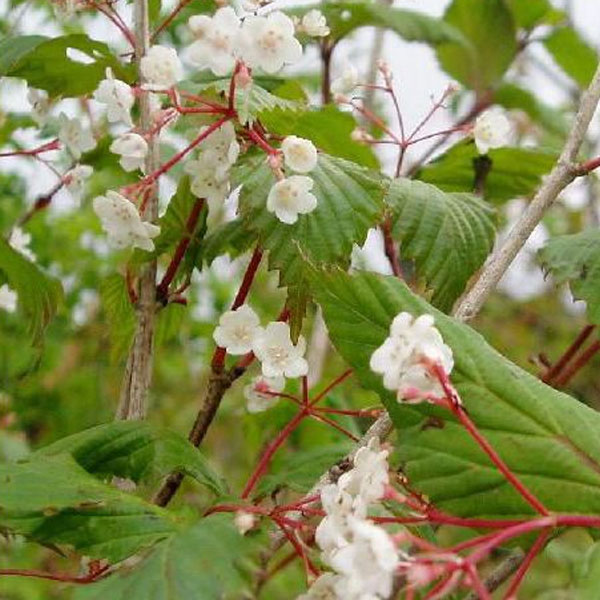 オトコヨウゾメ 株立ち 樹高1.2～1.5m前後 (根鉢含まず)