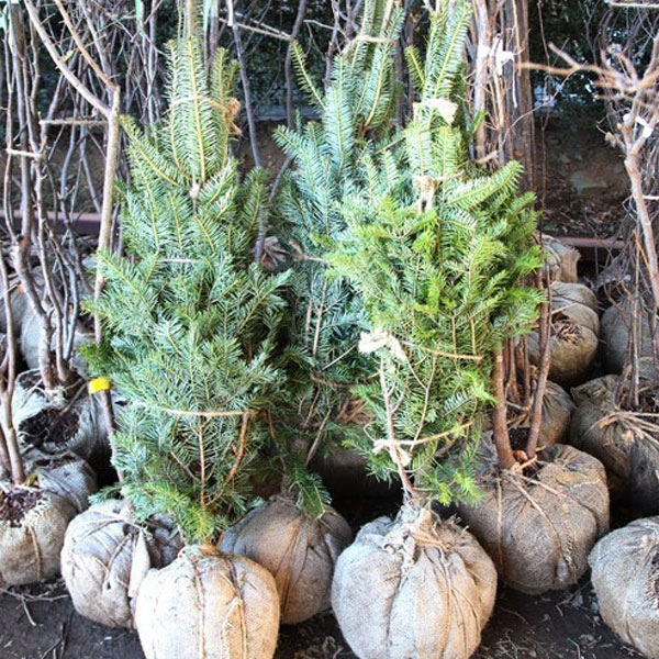 もみの木 (ウラジロモミ) 樹高1.0m前後 (根鉢含まず) クリスマスツリー