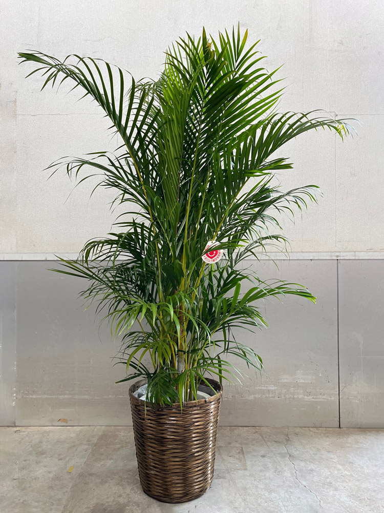 観葉植物「アレカヤシ」10号鉢 Florico Online Shop ～フロリコ