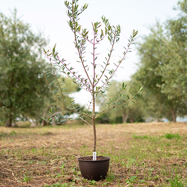 オリーブの苗木 7号ポット ※送料込み価格