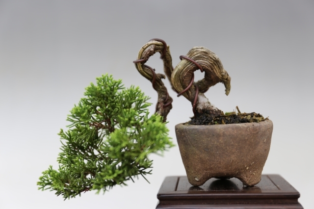 糸魚川真柏 A0278☆松柏類 真柏 ミニ盆栽☆「送料無料」浦部陽向園