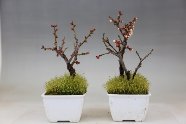 雲竜梅 A0695☆花物実物 梅 小品盆栽☆浦部陽向園