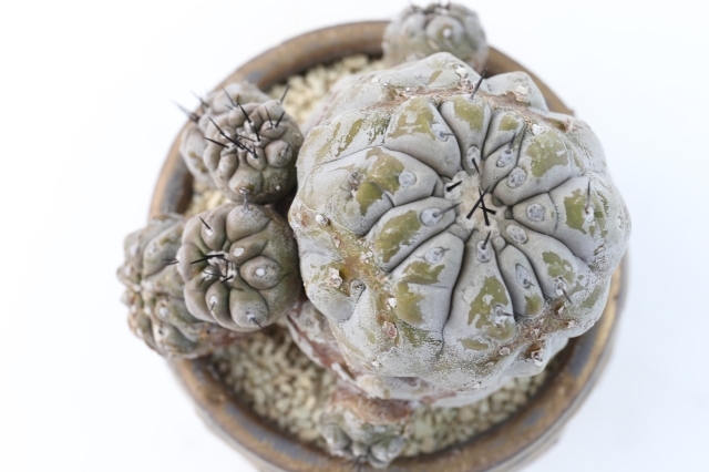 黒王丸モンストローサ 現地球輸入株type A1824☆コピアポア サボテン