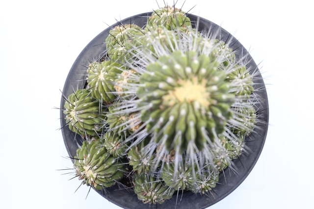 黒王丸群生 Taltal原産輸入球type A2166☆コピアポア サボテン☆「送料