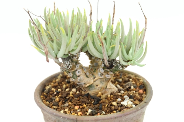 ペアルソニー 輸入球 A2780☆チレコドン 多肉植物☆「送料無料」浦部陽向園