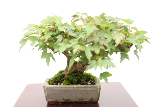 極小葉楓 A2806☆カエデ 葉物類 ミニ盆栽☆「送料無料」浦部陽向園