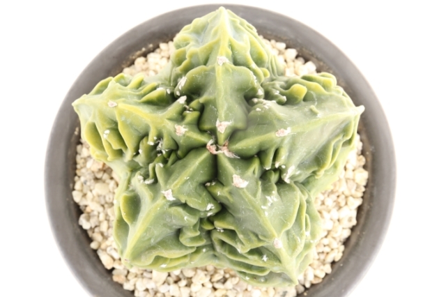 複隆ランポー玉 実生 A3003☆アストロフィツム サボテン☆「送料無料