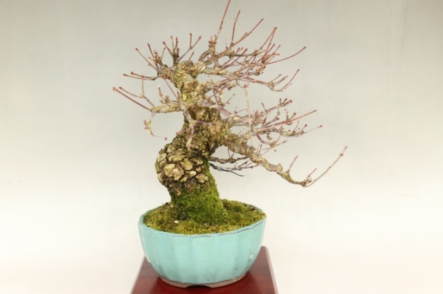 荒皮もみじ A3034☆アラカワモミジ 葉物 小品盆栽☆「送料無料」浦部陽向園