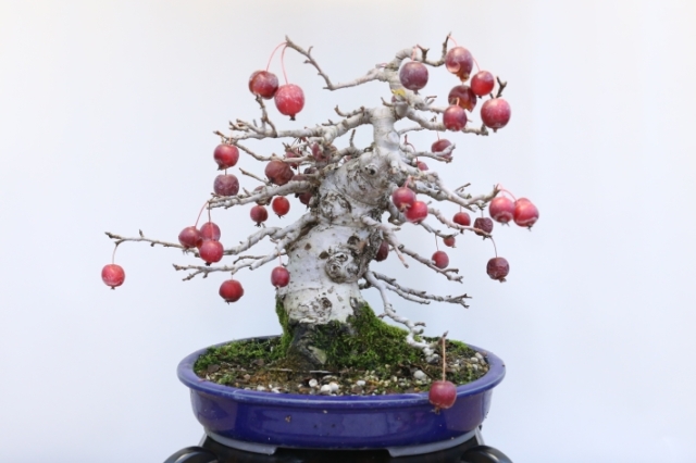 姫りんご A3187☆ヒメリンゴ 花物実物類 貴風盆栽☆「送料無料」浦部陽向園