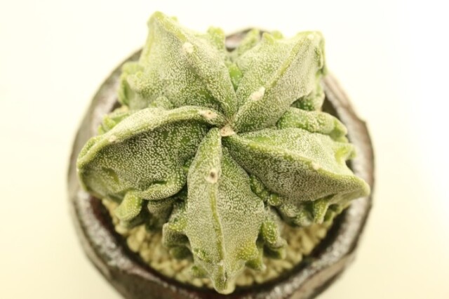 複隆剣山ランポー玉曙斑 実生 A3236☆アストロフィツム サボテン