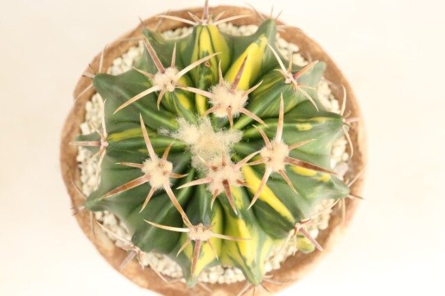 綾波錦 実生 A3342☆ホマロケファラ サボテン☆「送料無料」浦部陽向園