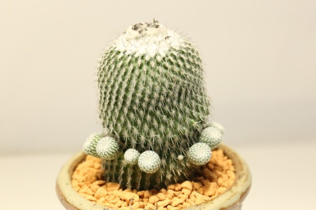 かぐや姫 実生 A3547☆エピテランサ サボテン☆浦部陽向園